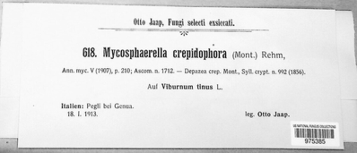 Mycosphaerella crepidophora image
